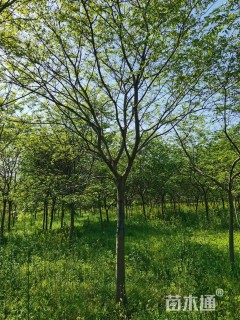 40公分朴树
