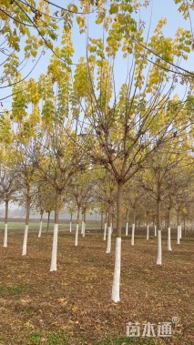 8公分金叶复叶槭