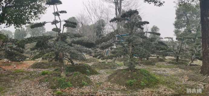 移栽苗造型罗汉松