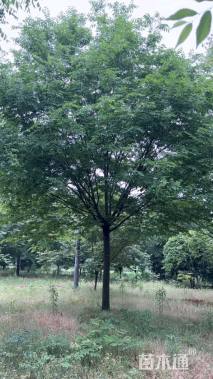 18公分榉树