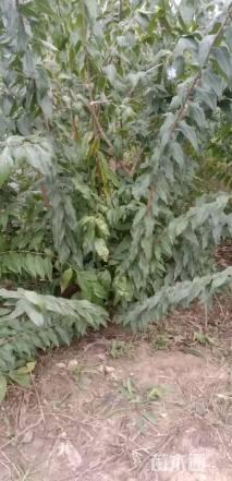 高度180厘米丛生蜡梅