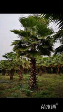 裸干高400厘米大丝葵