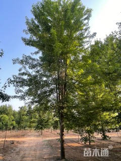 25公分美国红枫