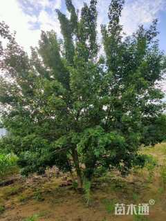 高度700厘米丛生五角枫