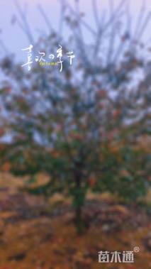 15公分红粉佳人樱