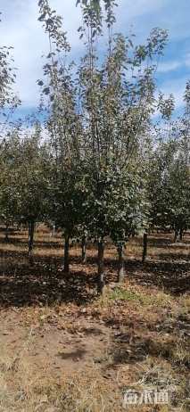 15公分垂丝海棠