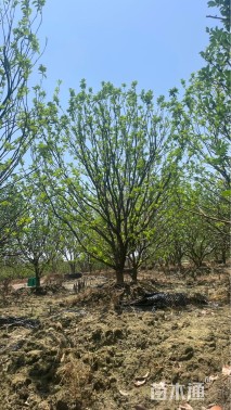 22公分丛生香泡