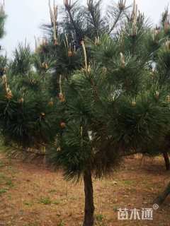 高度5000厘米油松