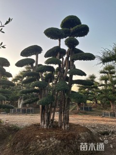 120公分造型小叶女贞