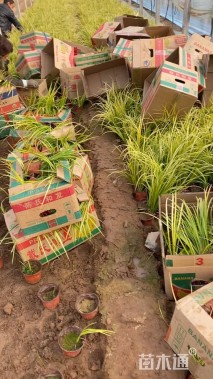 高度35厘米金叶石菖蒲