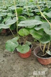 裸干高20厘米大果直叶榈