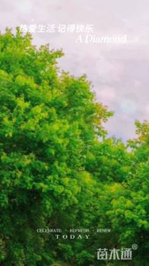 8公分(3杆)丛生乌桕