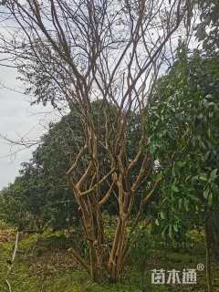 高度700厘米丛生紫薇