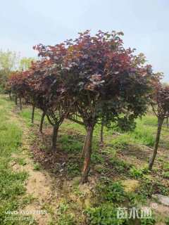 高度1500厘米月季