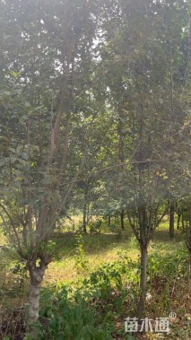 10公分西府海棠