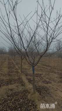 7公分染井吉野樱