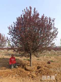 19公分绚丽海棠