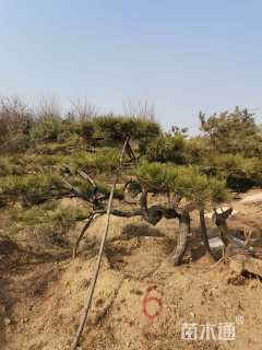 高度300厘米黑松