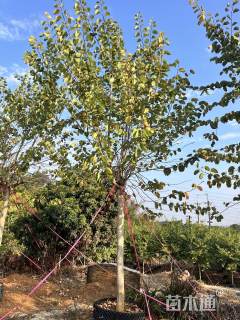 高度600厘米宫粉紫荆