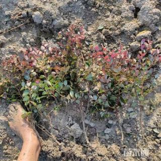 高度200厘米红花继木小苗