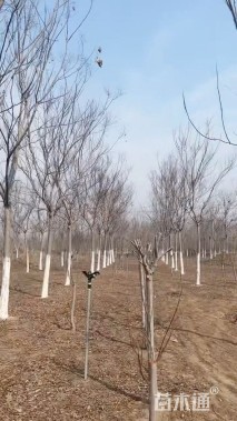 10公分黄山栾树