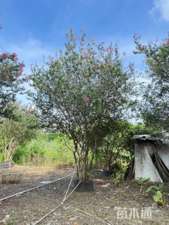 高度400厘米丛生紫薇