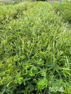 40公分黑木相思