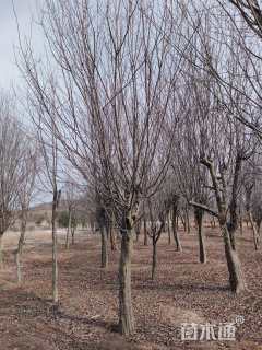 18公分木瓜海棠