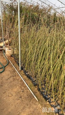 130厘米藤本月季