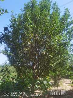 15公分八棱海棠