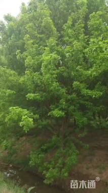 高度800厘米丛生三角枫