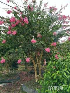 高度450厘米大红紫薇