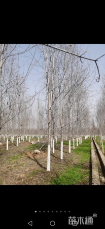 15公分美国红枫