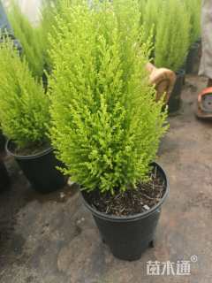 高度25厘米甘松