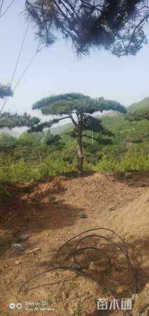 15公分造型油松