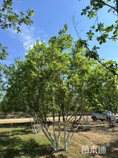 高度800厘米丛生