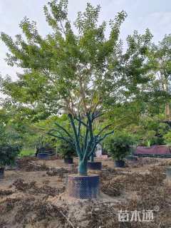 19公分红果冬青