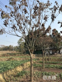 25公分全冠栾树