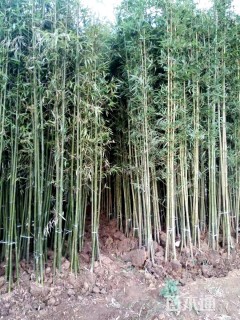 地栽苗刚竹