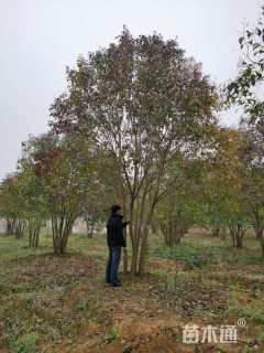 55公分大叶女贞