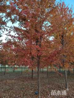 17公分美国红枫