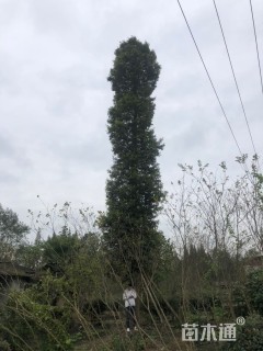 35公分金丝楠木