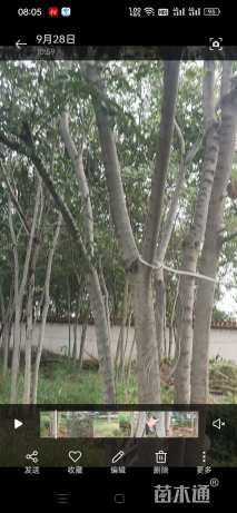 40公分(5杆)丛生朴树