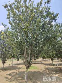 12公分西府海棠