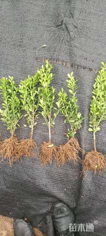 高度25厘米高山黄杨