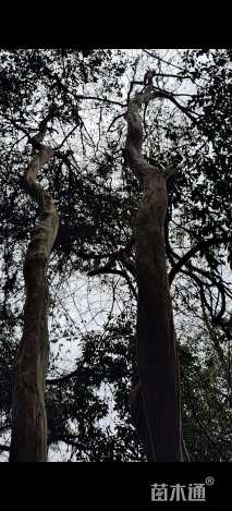 高度2000厘米马灵光