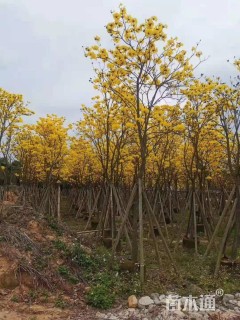 10公分黄花风铃木