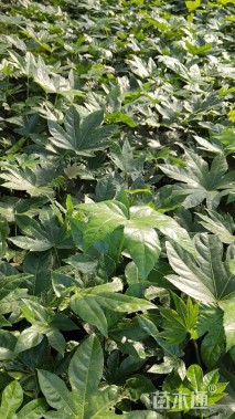 高度30厘米八角金盘