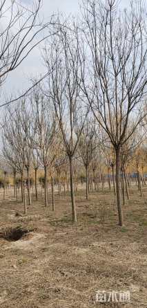 12公分国槐