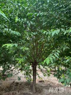 12公分菊花碧桃